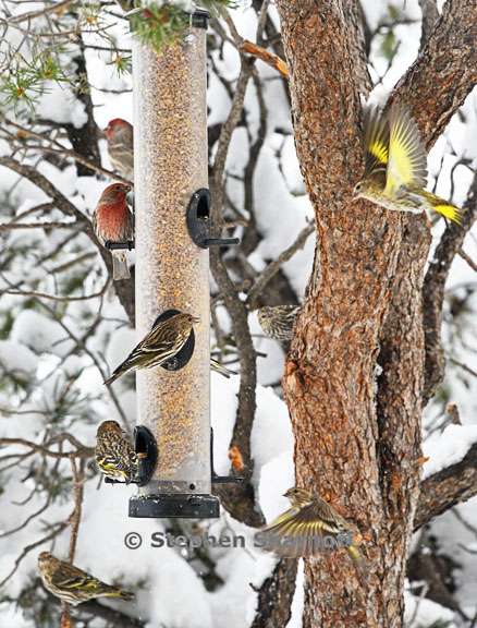 bird feeder 11 graphic